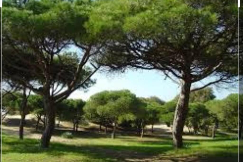 Acogedor Apartamento A 100 M. De Pinares Y Playa Lejlighed Rota Eksteriør billede