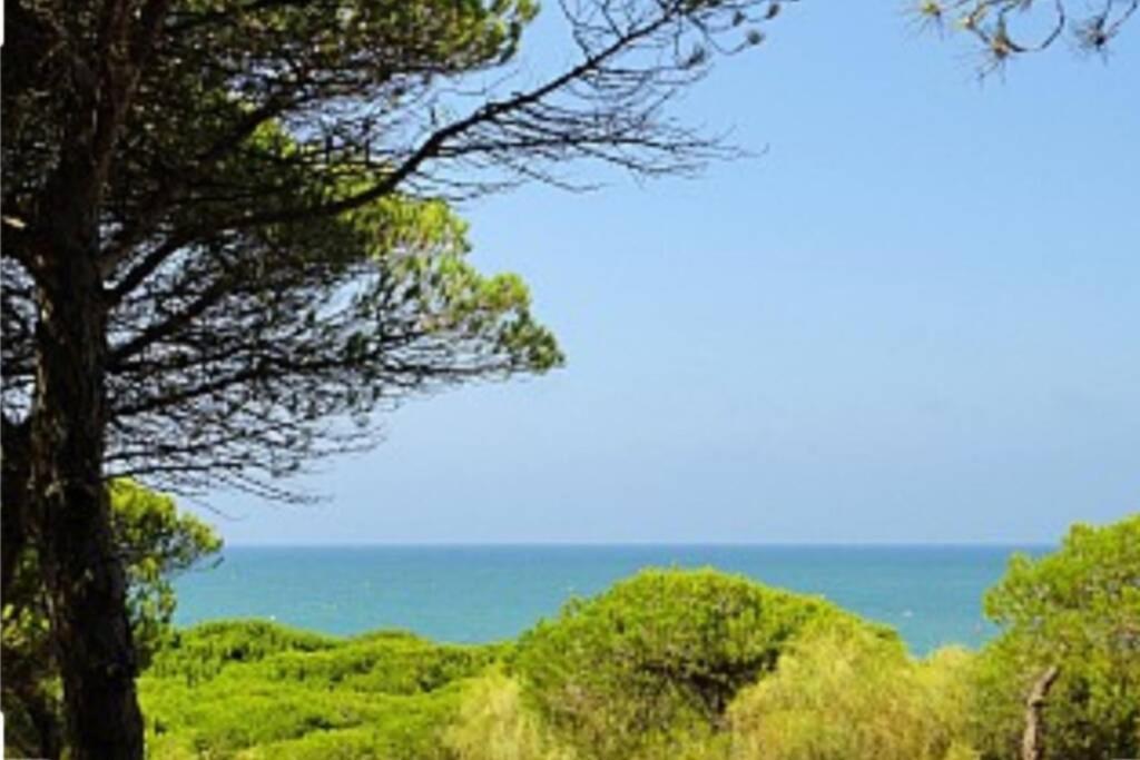 Acogedor Apartamento A 100 M. De Pinares Y Playa Lejlighed Rota Eksteriør billede